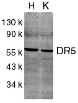 DR5抗体，CT Chemicon&#174;, from rabbit