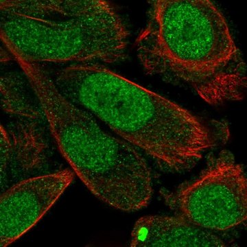 Anti-STX2 antibody produced in rabbit Prestige Antibodies&#174; Powered by Atlas Antibodies, affinity isolated antibody