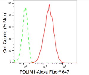 KD-Validated Anti PDZ And LIM Domain 1 Antibody Antibody, clone 24GB1310, Rabbit Monoclonal clone 24GB1310, recombinant rabbit monoclonal, expressed in HEK293 cells