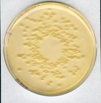 Standard I nutrient agar for the cultivation of fastidious bacteria