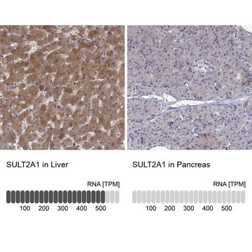 Anti-SULT2A1 antibody produced in rabbit Prestige Antibodies&#174; Powered by Atlas Antibodies, affinity isolated antibody, buffered aqueous glycerol solution