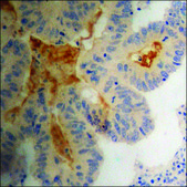 Anti-phospho-RGS16 (pTyr168) antibody produced in rabbit affinity isolated antibody