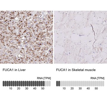 Anti-FUCA1 antibody produced in rabbit Prestige Antibodies&#174; Powered by Atlas Antibodies, affinity isolated antibody