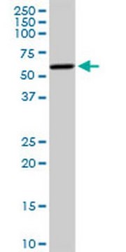 Anti-CYP19A1 Rabbit pAb liquid, Calbiochem&#174;