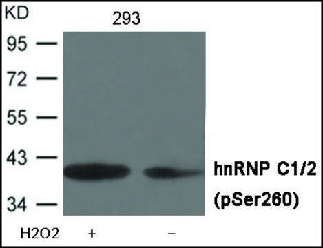 Anti-phospho-hnRNP C1/2 (pSer260) antibody produced in rabbit affinity isolated antibody