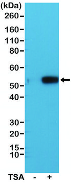 兔抗-乙酰-&#945;-微管蛋白（Lys40）单克隆抗体 recombinant, expressed in HEK 293 cells, clone RM318, purified immunoglobulin