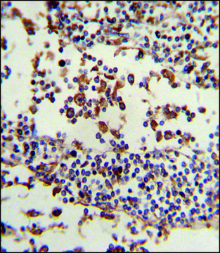 ANTI-IGHA1 (C-TERM) antibody produced in rabbit IgG fraction of antiserum, buffered aqueous solution