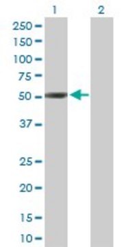 Anti-NEUROD2 antibody produced in rabbit purified immunoglobulin, buffered aqueous solution