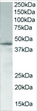 Anti-SAMSN1 antibody produced in goat affinity isolated antibody, buffered aqueous solution