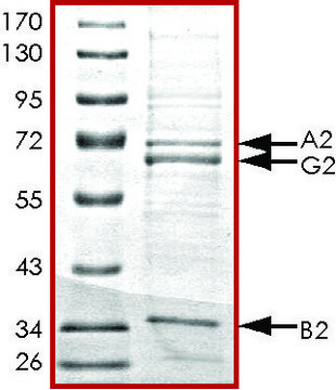 AMPK (&#945;2/&#946;2/&#947;2), active, His tagged human PRECISIO&#174; Kinase, recombinant, expressed in baculovirus infected Sf9 cells, &#8805;70% (SDS-PAGE), buffered aqueous glycerol solution