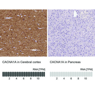 Anti-CACNA1A antibody produced in rabbit Prestige Antibodies&#174; Powered by Atlas Antibodies, affinity isolated antibody, buffered aqueous glycerol solution