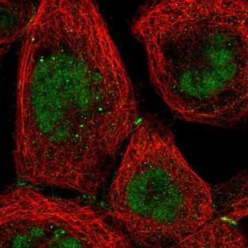 Anti-NR2C1 antibody produced in rabbit Prestige Antibodies&#174; Powered by Atlas Antibodies, affinity isolated antibody