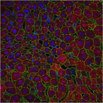 Anti-Arginase-1 Antibody from chicken