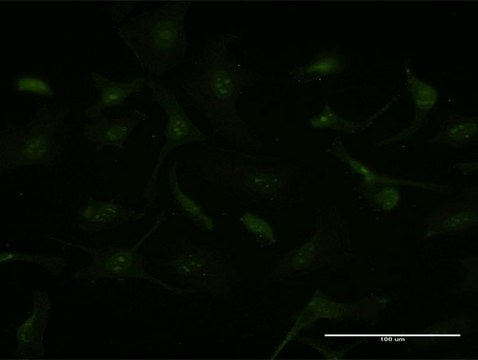 Monoclonal Anti-GCHFR antibody produced in mouse clone 4G6, purified immunoglobulin, buffered aqueous solution