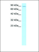 Anti-KIF5B (AB2) antibody produced in rabbit affinity isolated antibody