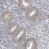 Anti-SBF2 antibody produced in rabbit Prestige Antibodies® Powered by Atlas Antibodies, affinity isolated antibody, buffered aqueous glycerol solution