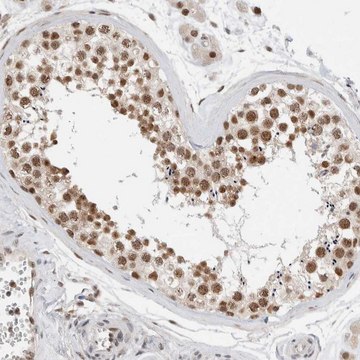 Anti-NCAPG2 antibody produced in rabbit Prestige Antibodies&#174; Powered by Atlas Antibodies, affinity isolated antibody, buffered aqueous glycerol solution