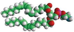 18:2 PE 1,2-dilinoleoyl-sn-glycero-3-phosphoethanolamine, chloroform