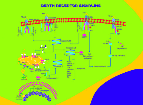 TRAIL, Soluble mouse recombinant, expressed in E. coli, His tagged, &gt;95% (SDS-PAGE)