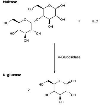 &#945;-Glucosidase from rice Type V, ammonium sulfate suspension, 40-80&#160;units/mg protein