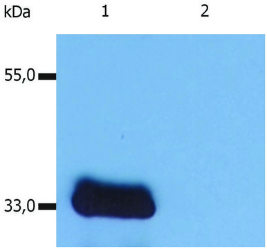 Monoclonal Anti-LIME1 antibody produced in mouse clone LIME-10