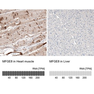 Anti-MFGE8 antibody produced in rabbit Prestige Antibodies&#174; Powered by Atlas Antibodies, affinity isolated antibody, buffered aqueous glycerol solution