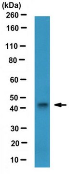 Anti-Vasohibin-1 Antibody, clone 4E12 (Azide Free) clone 4E12, 1&#160;mg/mL, from mouse