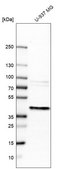 Anti-ERLIN1 antibody produced in rabbit affinity isolated antibody, buffered aqueous glycerol solution