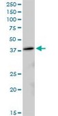 Anti-MRPL38 antibody produced in mouse IgG fraction of antiserum, buffered aqueous solution