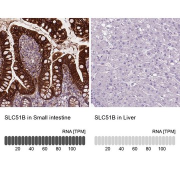 抗-SLC51B 兔抗 Prestige Antibodies&#174; Powered by Atlas Antibodies, affinity isolated antibody, buffered aqueous glycerol solution