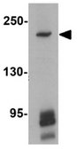 Anti-ZEB2 Antibody from rabbit, purified by affinity chromatography