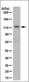 Anti-CASK Antibody, clone 2G5.1 clone 2G5.1, from mouse