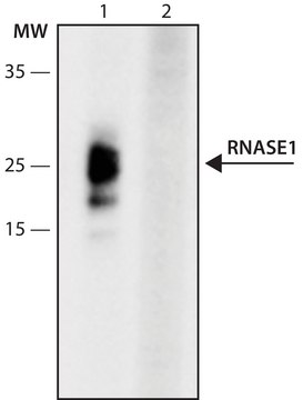 Anti-RNASE1 (34-46) antibody produced in rabbit IgG fraction of antiserum