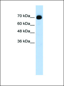 Anti-CXXC1 antibody produced in rabbit IgG fraction of antiserum