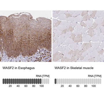 Anti-WASF2 antibody produced in rabbit Prestige Antibodies&#174; Powered by Atlas Antibodies, affinity isolated antibody, buffered aqueous glycerol solution