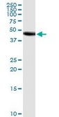 Monoclonal Anti-FUT10 antibody produced in mouse clone 4H3, purified immunoglobulin, buffered aqueous solution