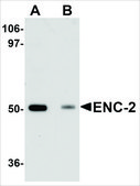 Anti-ENC-2 antibody produced in chicken affinity isolated antibody, buffered aqueous solution