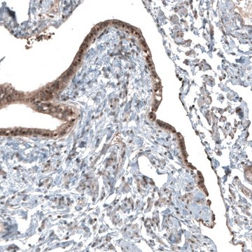 Anti-NUDT16L1 antibody produced in rabbit Prestige Antibodies&#174; Powered by Atlas Antibodies, affinity isolated antibody, buffered aqueous glycerol solution