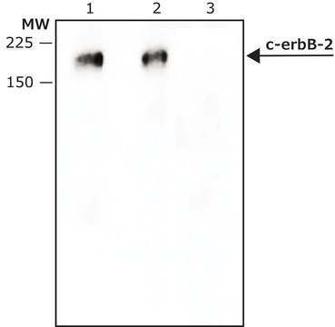 Monoclonal Anti-c-erbB-2 antibody produced in mouse ~2&#160;mg/mL, clone HER2-96, purified immunoglobulin, buffered aqueous solution