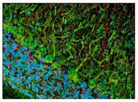 Anti-Pan-Neuronal Neurofilament Marker Mouse mAb (SMI-311) liquid, clone SMI-311, Calbiochem&#174;