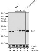 Anti-IL10 Antibody, clone 6U0G7, Rabbit Monoclonal