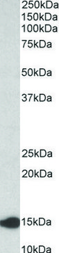 Anti-Lgals1 (N-terminal) antibody produced in goat affinity isolated antibody, buffered aqueous solution