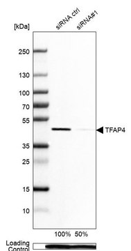 Anti-TFAP4 antibody produced in rabbit Prestige Antibodies&#174; Powered by Atlas Antibodies, affinity isolated antibody, buffered aqueous glycerol solution