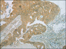 Anti-TM7SF2 affinity isolated antibody