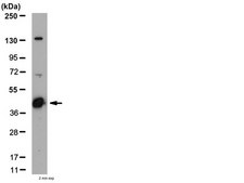 Anti-IL-23R Antibody, cytoplasmic from rabbit, purified by affinity chromatography