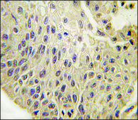 Anti-GJA4 (C-term) antibody produced in rabbit IgG fraction of antiserum, buffered aqueous solution