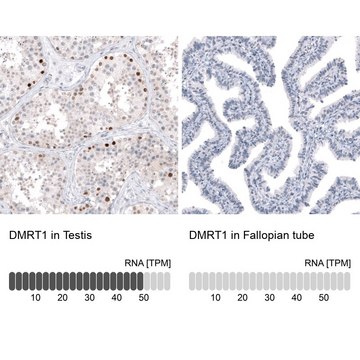 Anti-DMRT1 antibody produced in rabbit Prestige Antibodies&#174; Powered by Atlas Antibodies, affinity isolated antibody, buffered aqueous glycerol solution