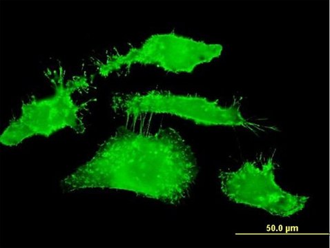 Monoclonal Anti-RDX antibody produced in mouse clone 1E12, purified immunoglobulin, buffered aqueous solution