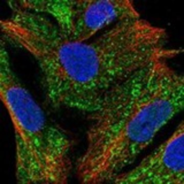 Anti-METTL27 antibody produced in rabbit Prestige Antibodies&#174; Powered by Atlas Antibodies, affinity isolated antibody, buffered aqueous glycerol solution