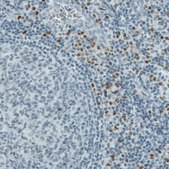 Monoclonal Anti-RUNX2 antibody produced in mouse Prestige Antibodies® Powered by Atlas Antibodies, clone CL0232, purified immunoglobulin, buffered aqueous glycerol solution